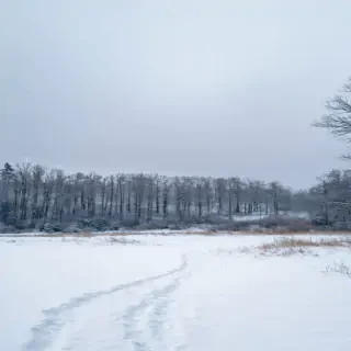 Wide shot of untouched snowy landscape, no footprints, no animals, haunting emptiness.